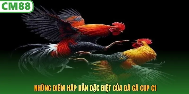 Những điểm hấp dẫn đặc biệt của đá gà Cup C1