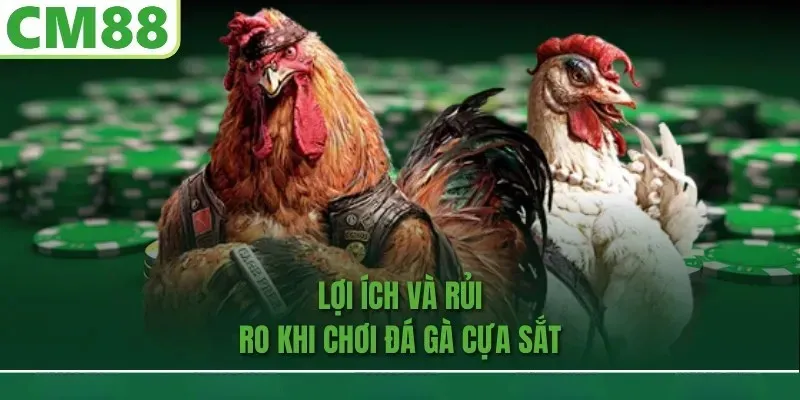 Lợi ích và rủi ro khi chơi đá gà cựa sắt
