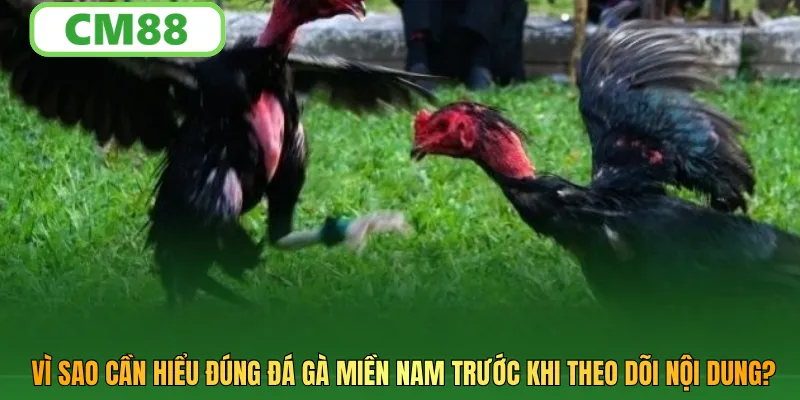 Vì sao cần hiểu đúng đá gà miền nam trước khi theo dõi nội dung?